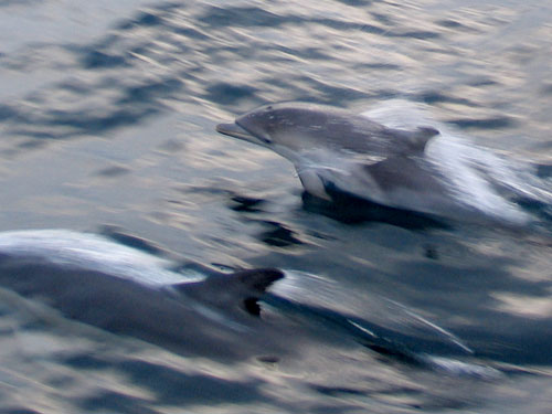 Baby Dolphin showing off to its Mum