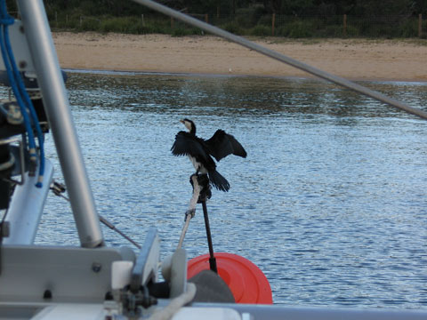 Pied Cormorant on buoy at Jibbon