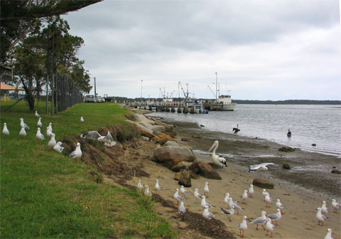 Seagulls, Fish and Chips