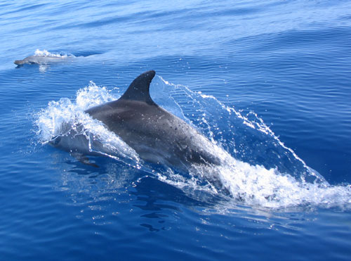 Dolphins playing ahead of Te Moana