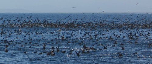 shearwaters off Babel Island